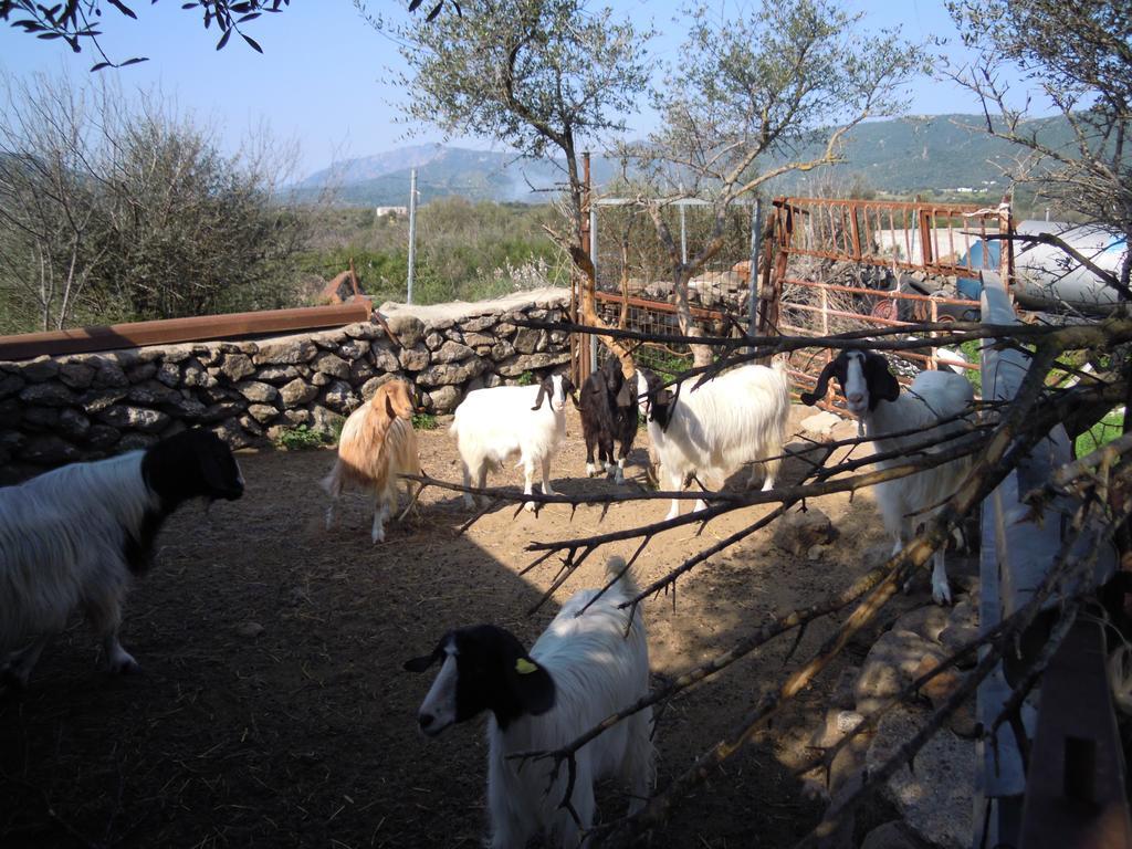 Agriturismo Pira Pinta Dorgali Exteriör bild